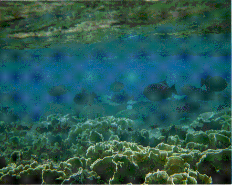 Poissons1.gif Poissons1.gif