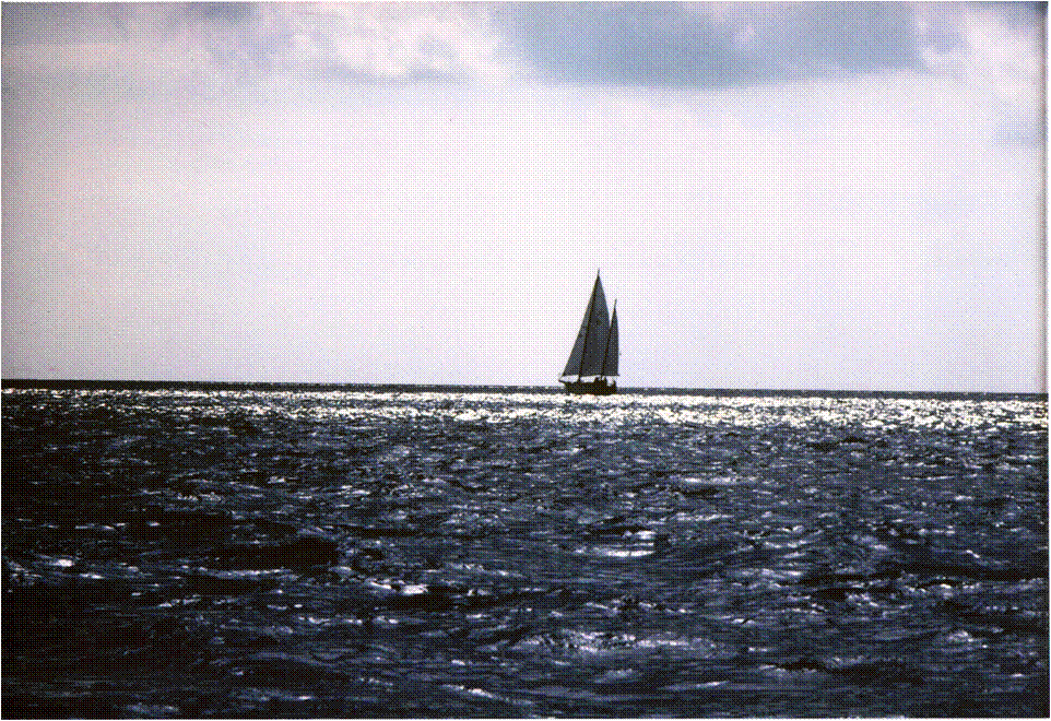 Tellina_voile.gif Tellina_voile.gif